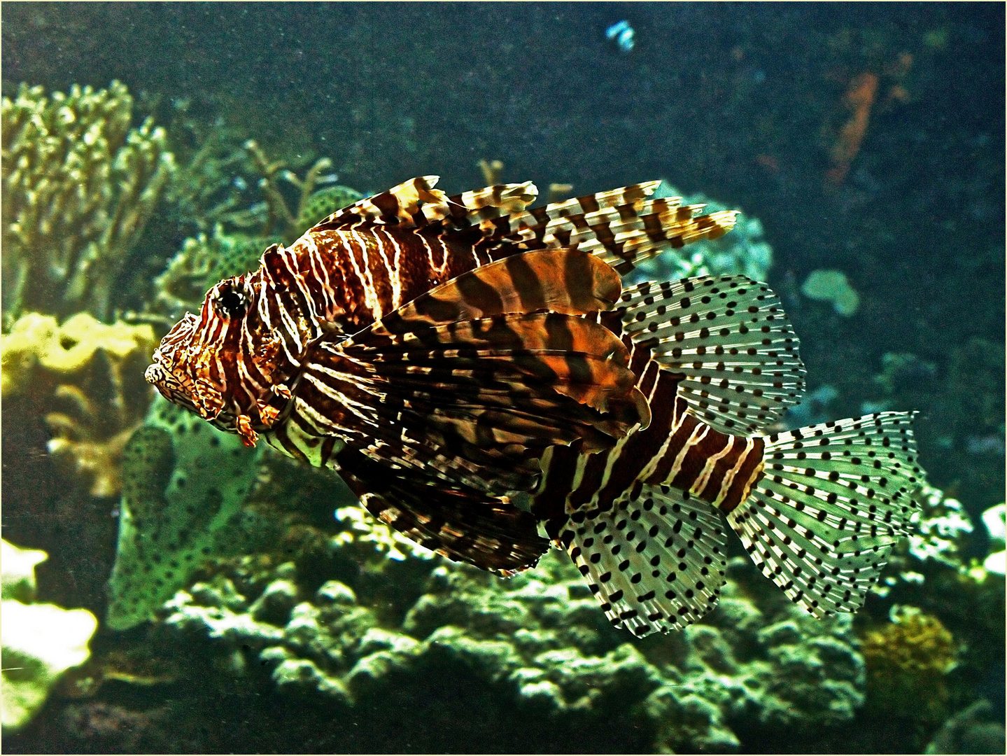 Rascasse volante -- Aquarium des lagons de Nouméa