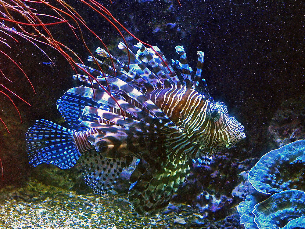 Rascasse volante ou poissson-lion -- Aquarium des lagons à Nouméa