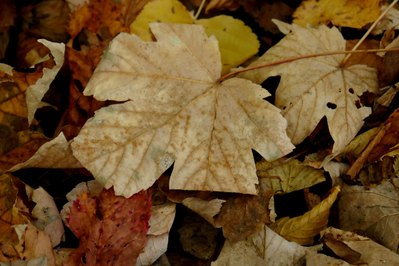  Raschelndes Herbstlaub 