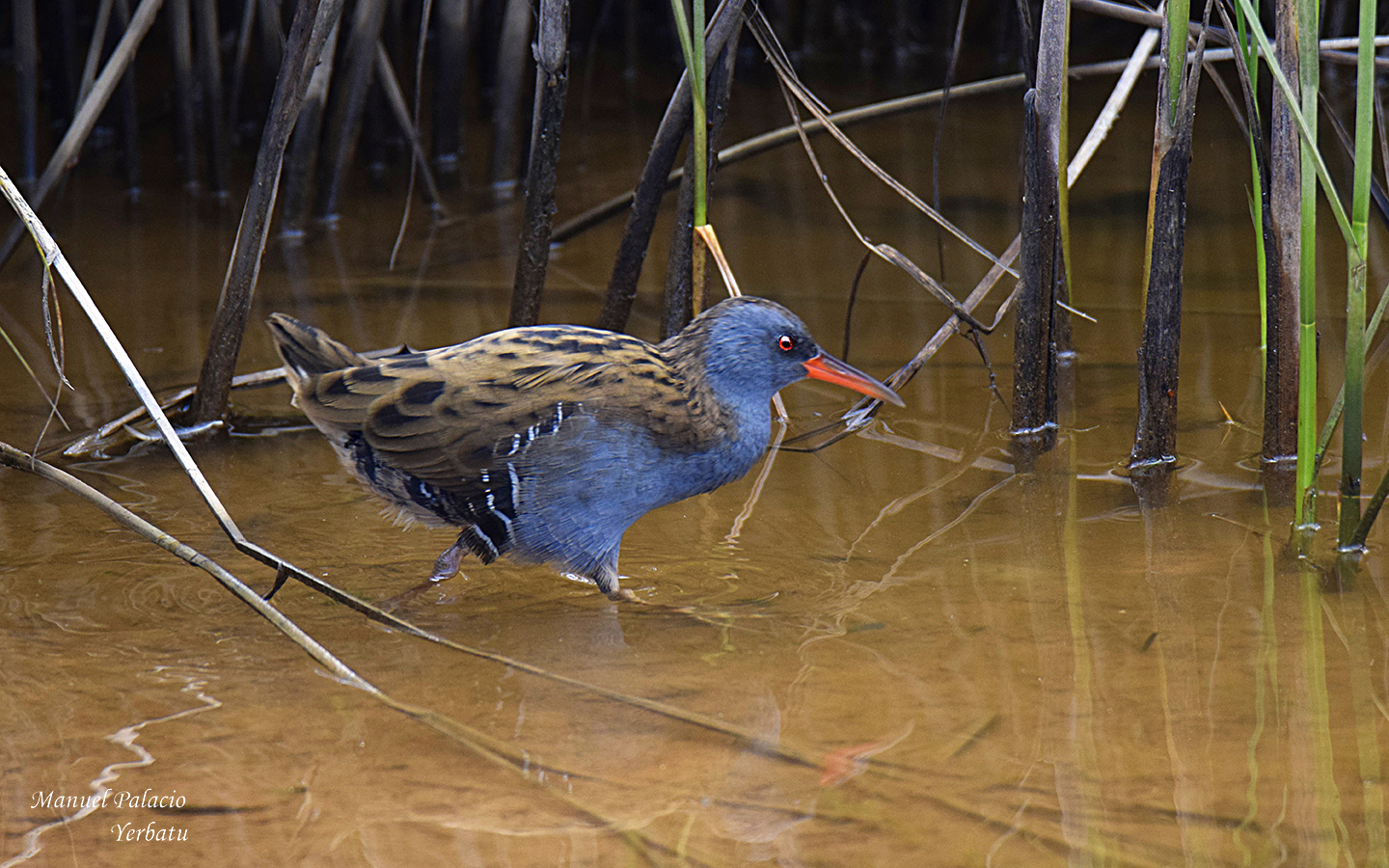 Rascón - Rallus aquaticus