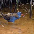 Rascón - Rallus aquaticus