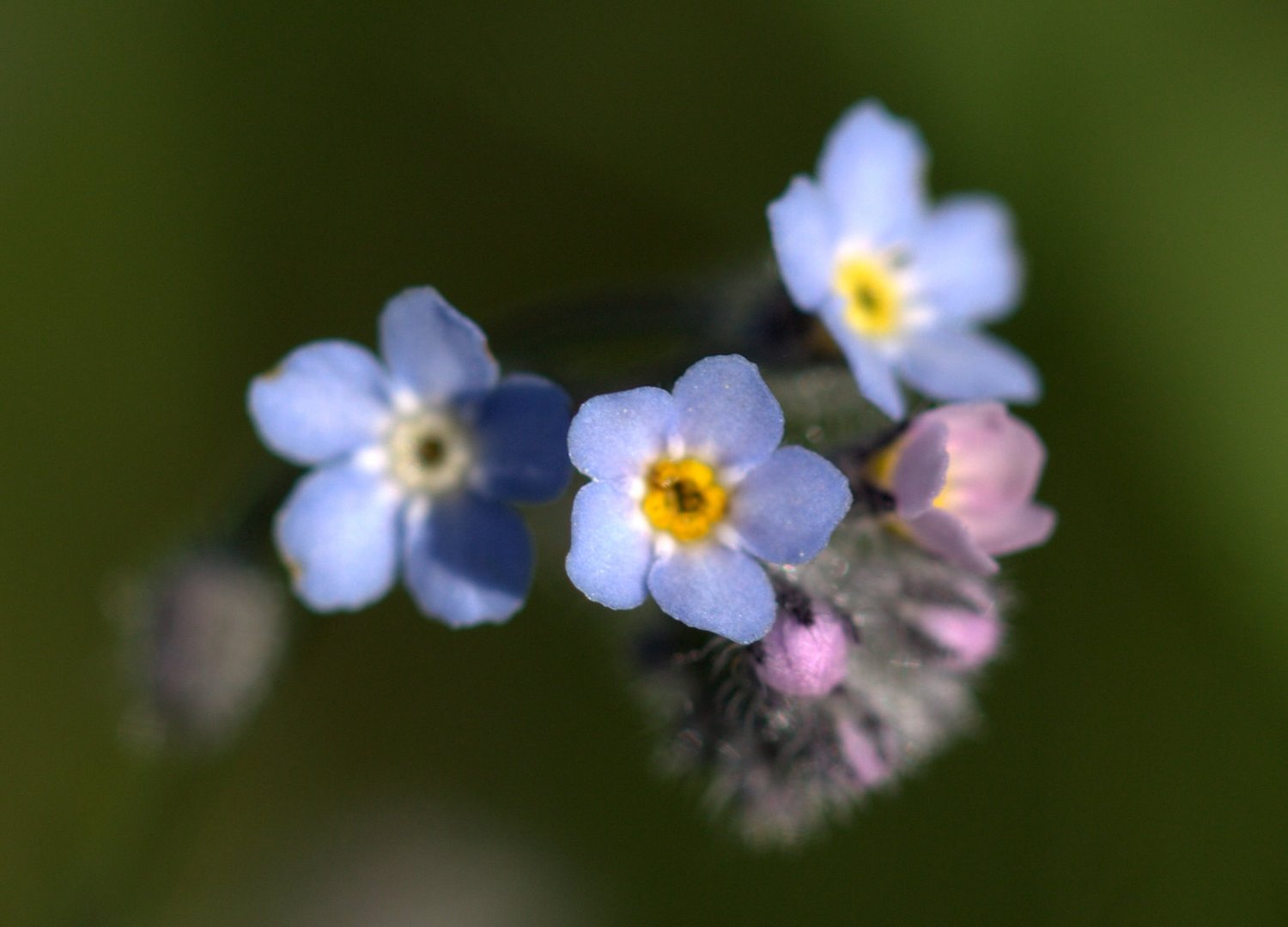 Rasen-Vergißmeinnicht Myosotis laxa