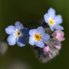 Rasen-Vergißmeinnicht Myosotis laxa