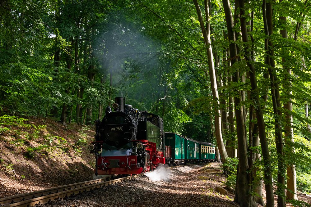 Rasender im Wald