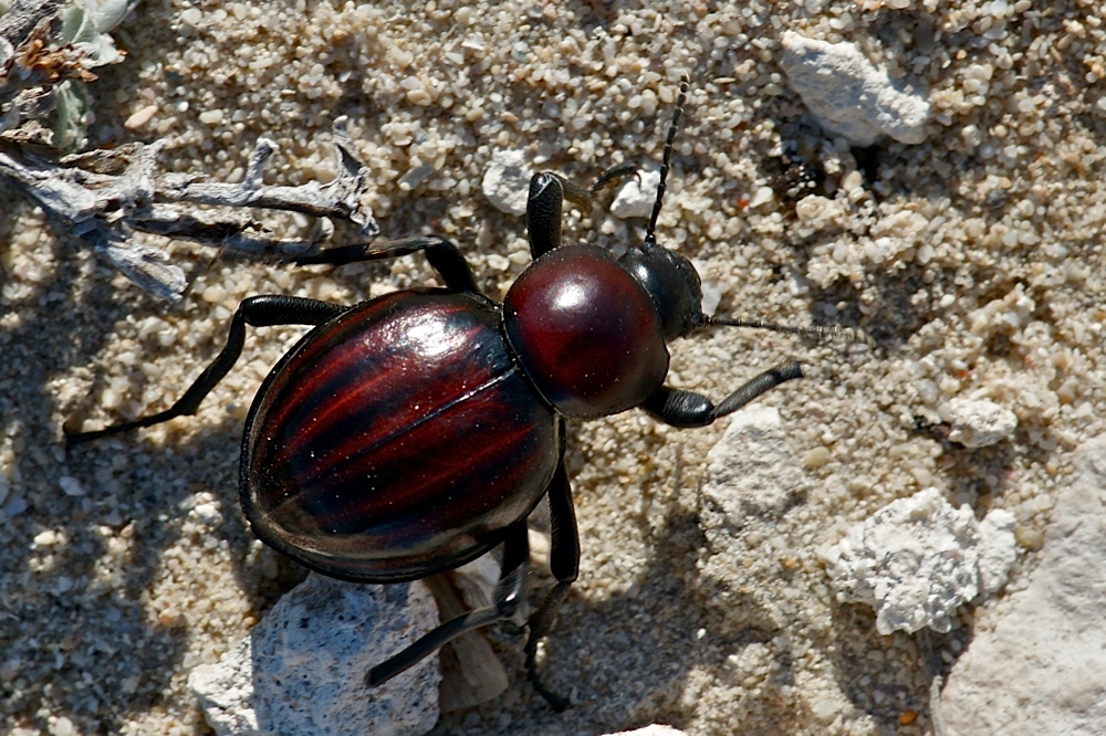 Rasender Käfer (1)