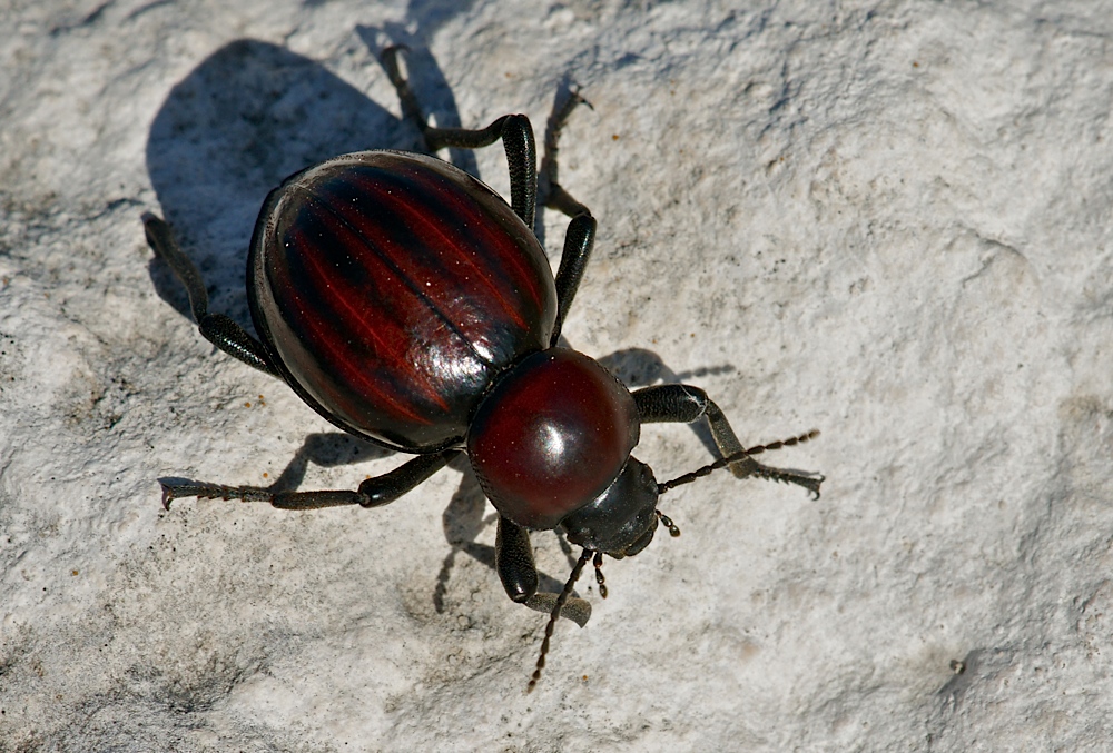 Rasender Käfer (2)