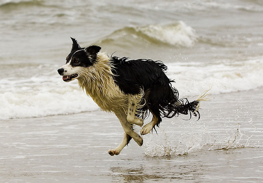 Rasender See-Hund