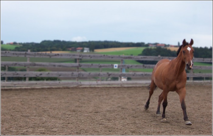 Rasendes Warmblut