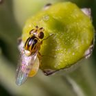 Rasenhalmfliege - winzig und manchmal lästig