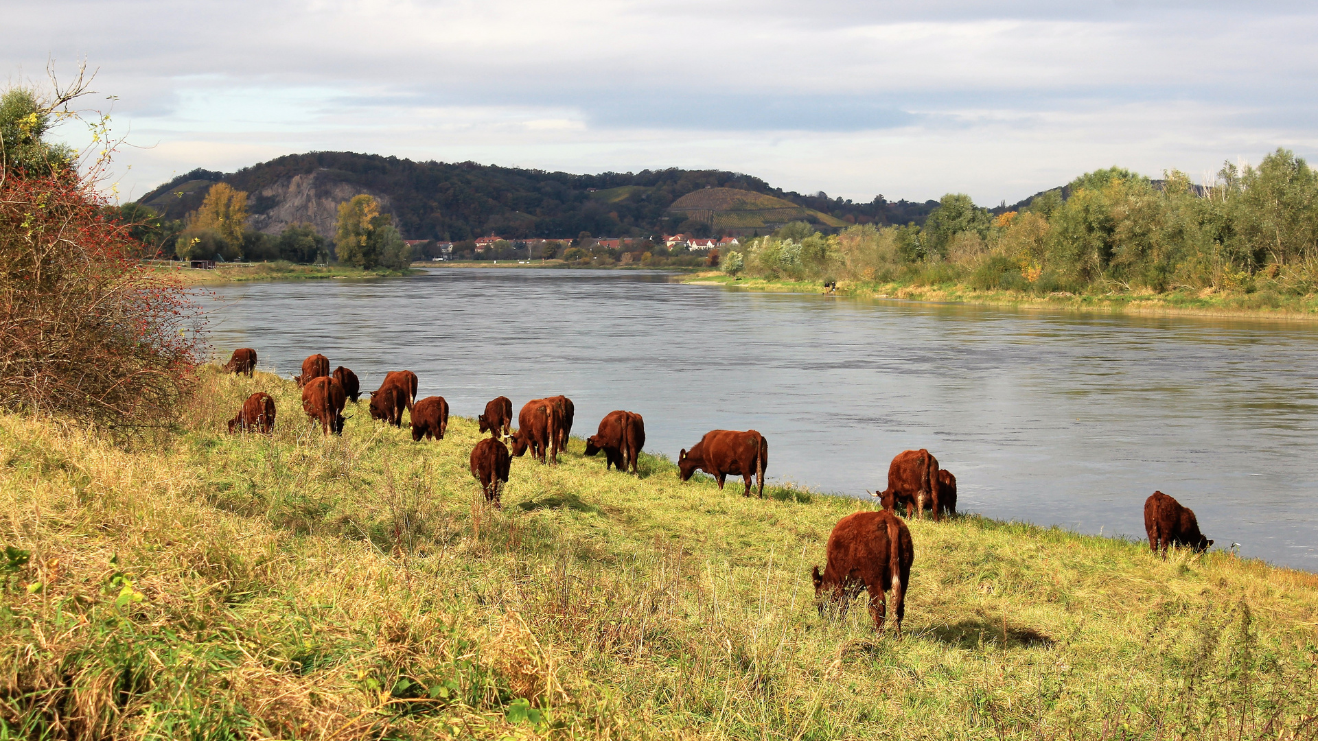 Rasenmäher an der Elbe