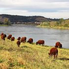 Rasenmäher an der Elbe