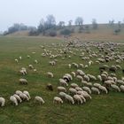 Rasenmäherkolonne im Januar