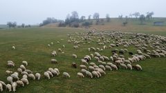 Rasenmäherkolonne im Januar