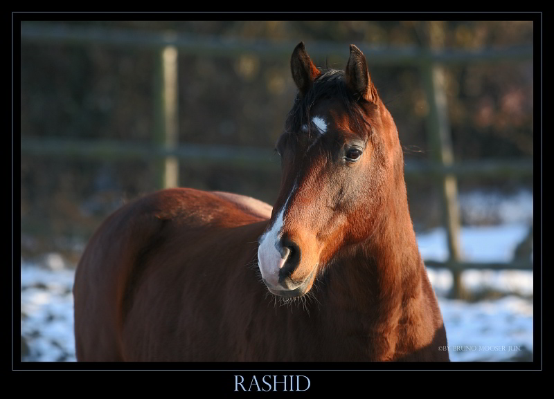 Rashid