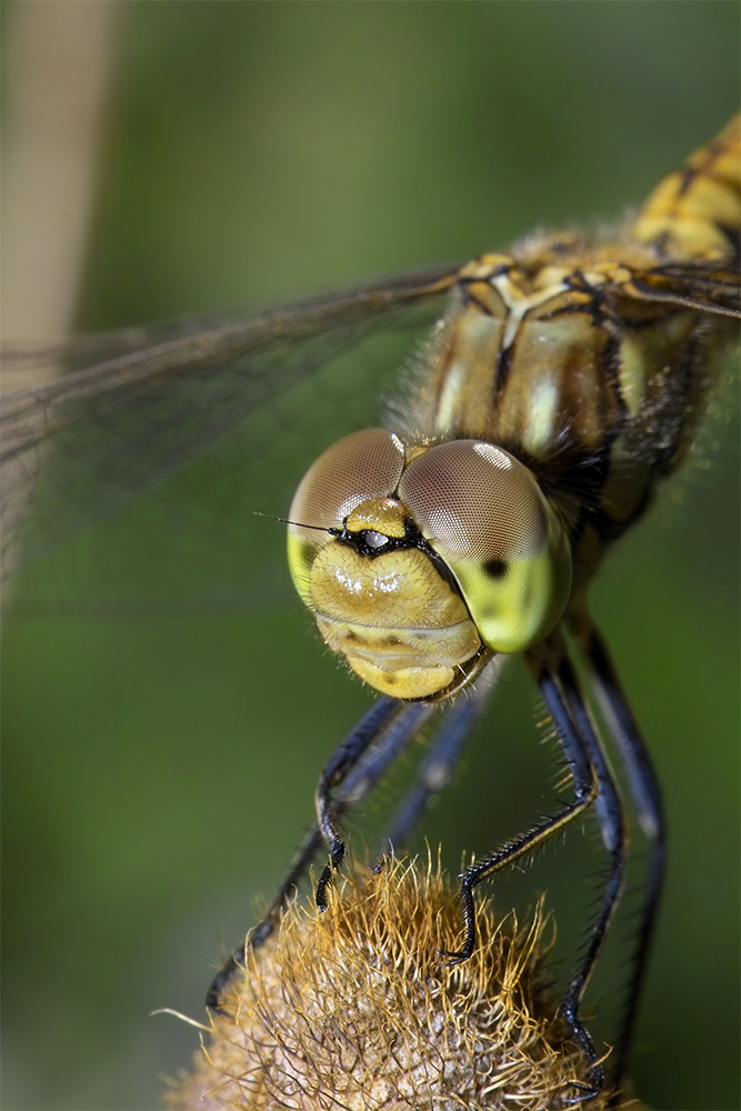 Rasier Dich Mal Part I Foto Bild Tiere Wildlife Libellen Bilder Auf Fotocommunity