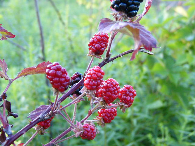 raspberries