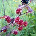 raspberries