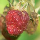 Raspberry