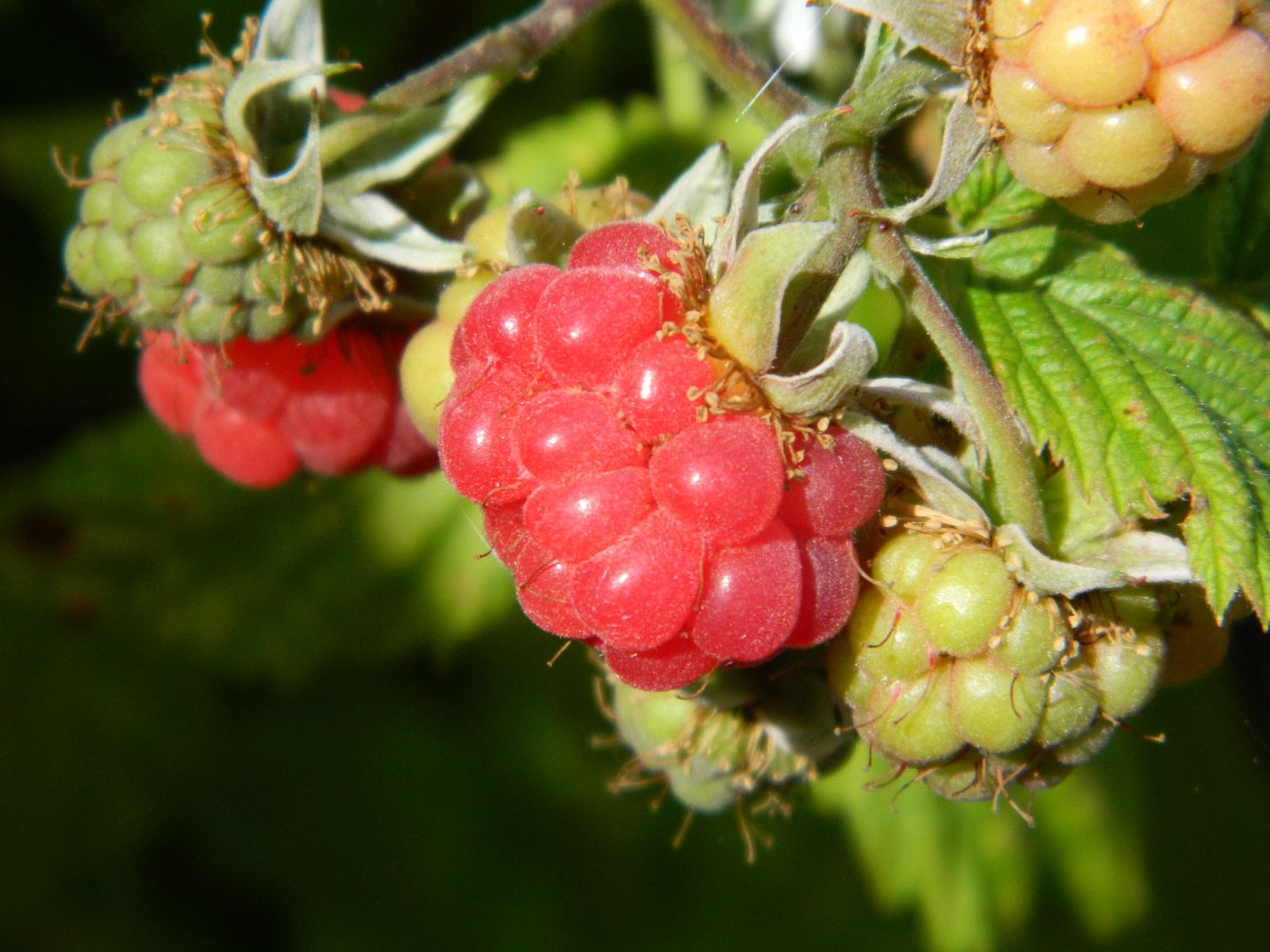 Raspberrys