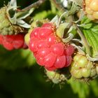 Raspberrys