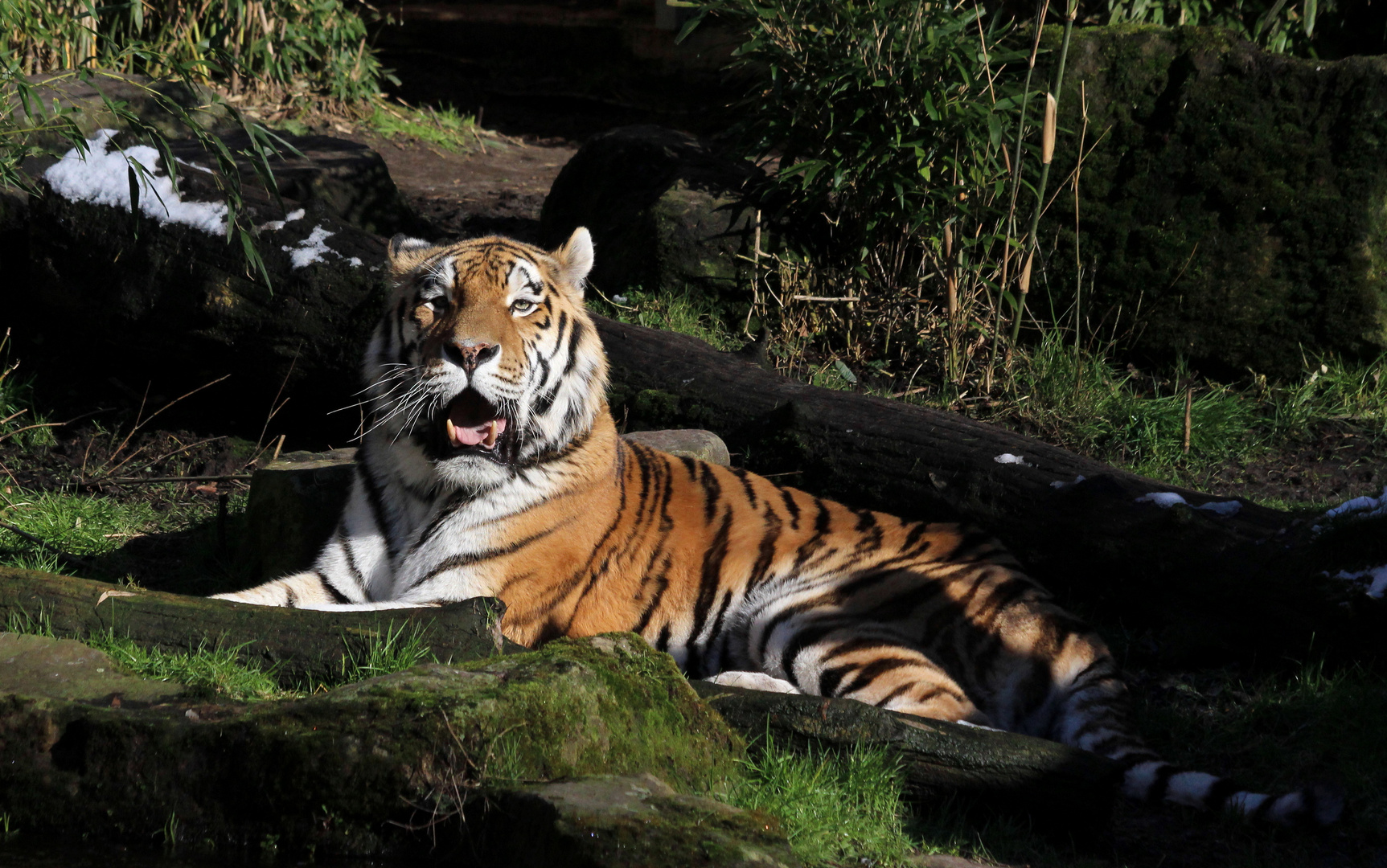 Rasputin der Amurtiger