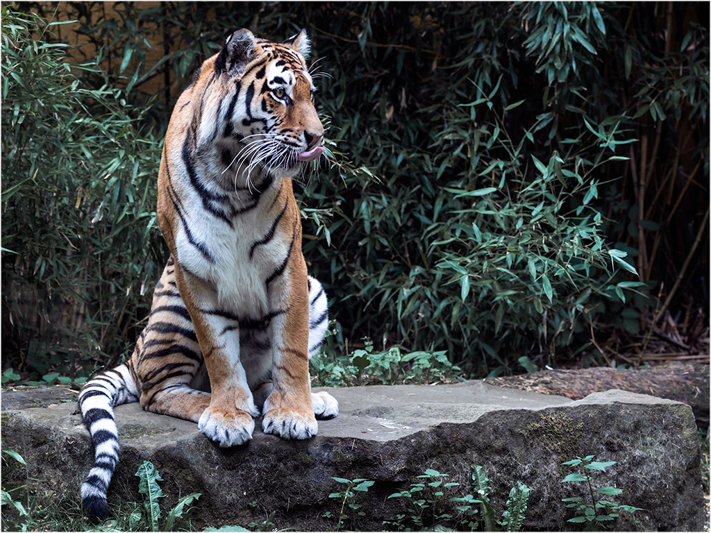 Rasputin, der schöne Tiger...