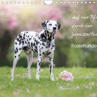 ...Rassehunde...