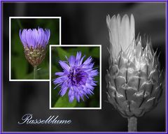 Rasselblume