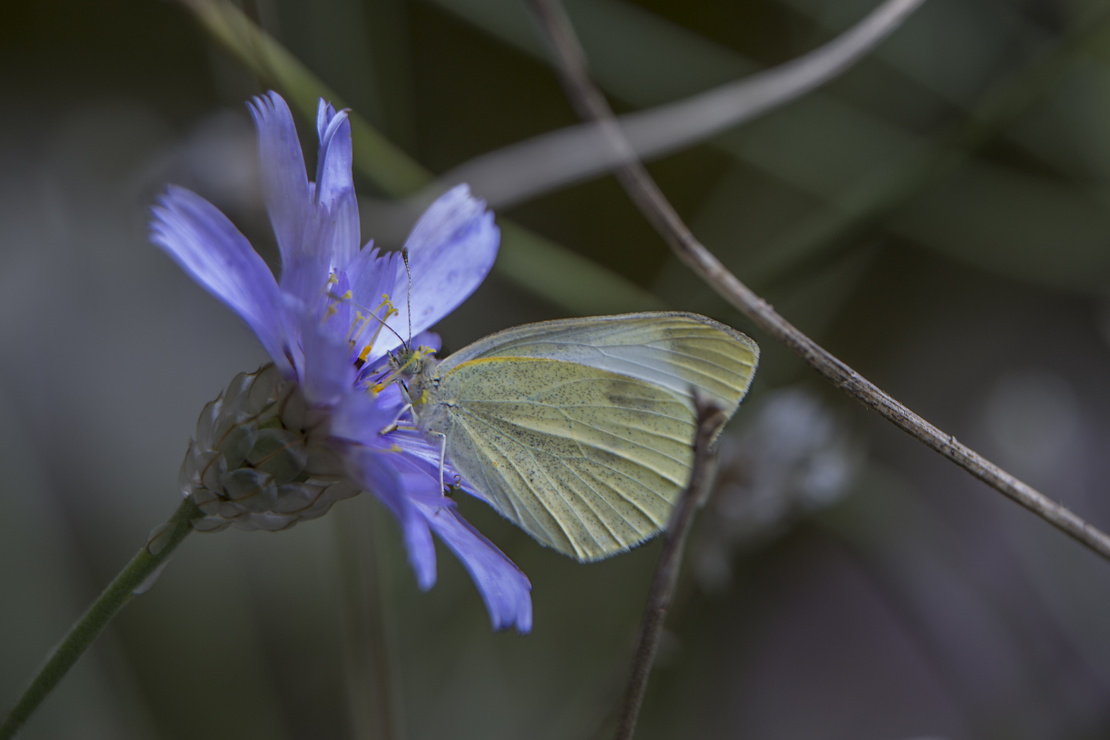 Rasselblume mit Schmetterling