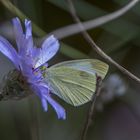 Rasselblume mit Schmetterling