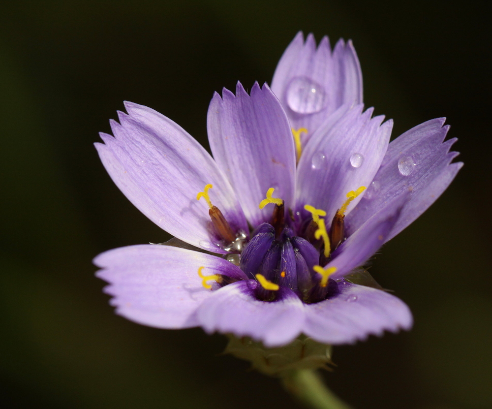 Rasselblumenblüte