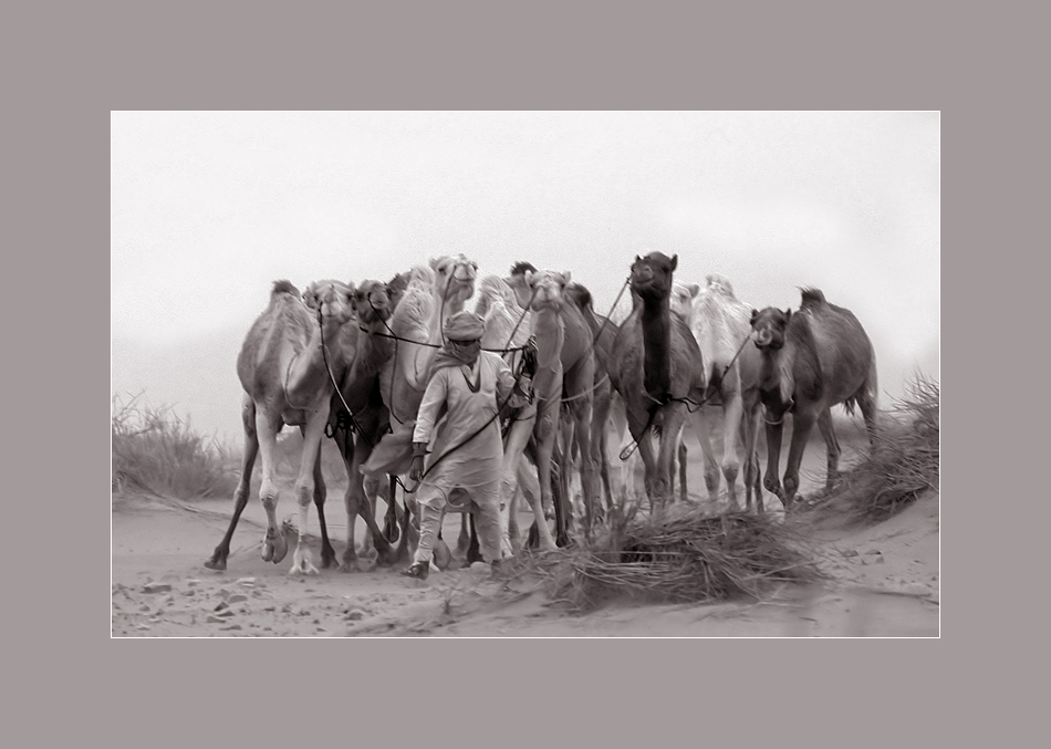 "Rassemblée" (Versammlung) der Kamele im Sandsturm