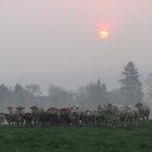 rassemblement à l'aube