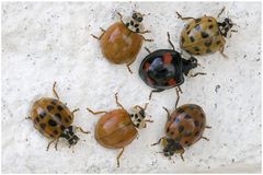 Rassemblement de coccinelles asiatiques