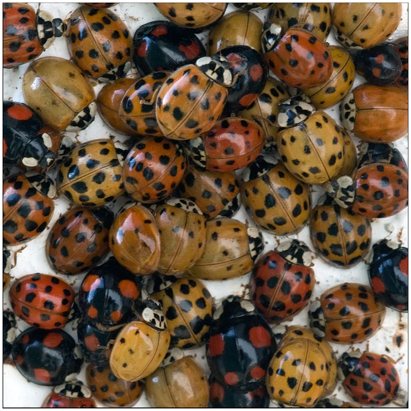 Rassemblement de coccinelles asiatiques