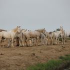 rassemblement des camargues