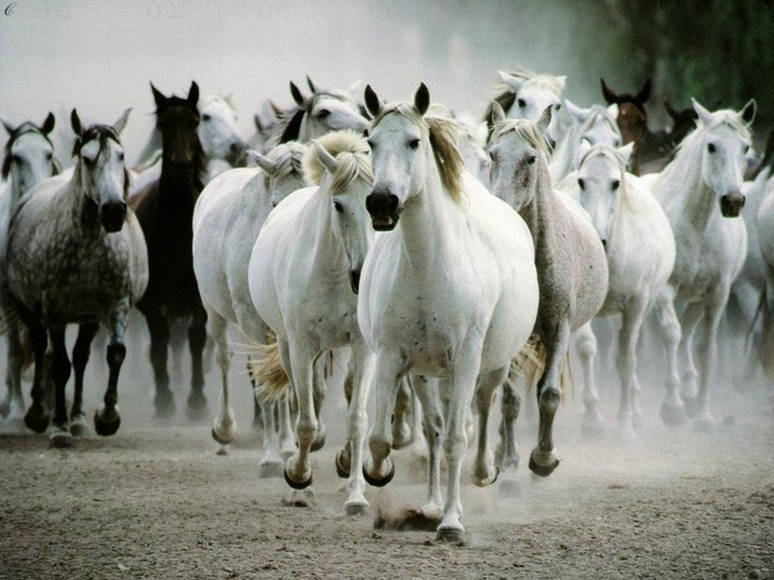 rassemblement des chevaux