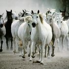 rassemblement des chevaux