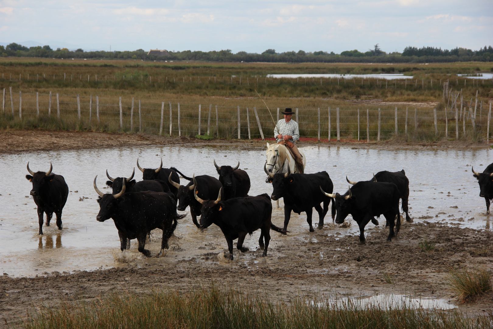 rassemblement des taureaux camarguais