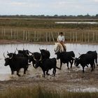 rassemblement des taureaux camarguais