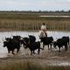 rassemblement des taureaux camarguais