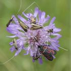 Rassemblement d'insectes