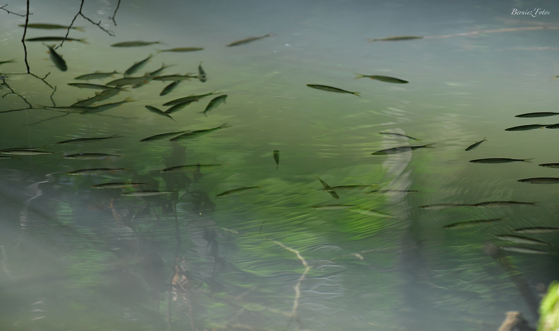 Rassemblement en milieu naturel