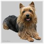 Rasseporträt: Australian Terrier