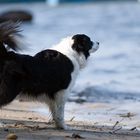 Rassestandard Border Collie