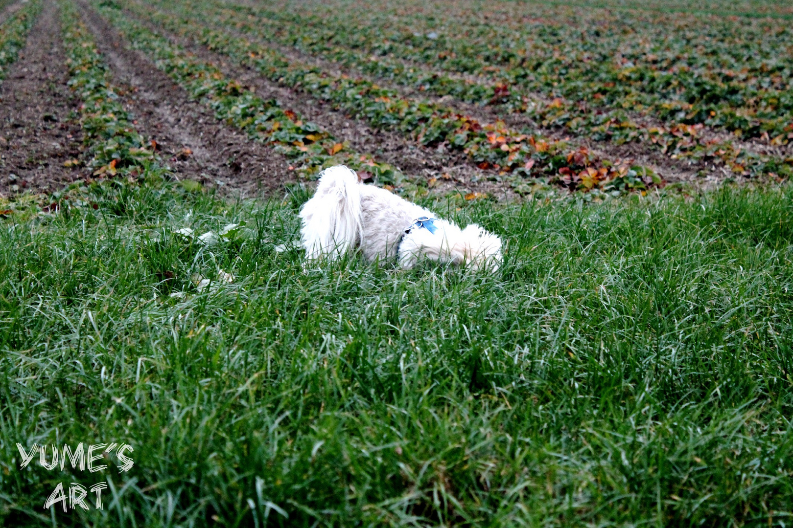 Rassige im Freien