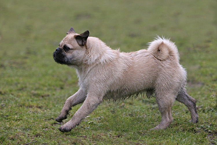 Rassmo Foto &amp; Bild tiere, haustiere, hunde Bilder auf