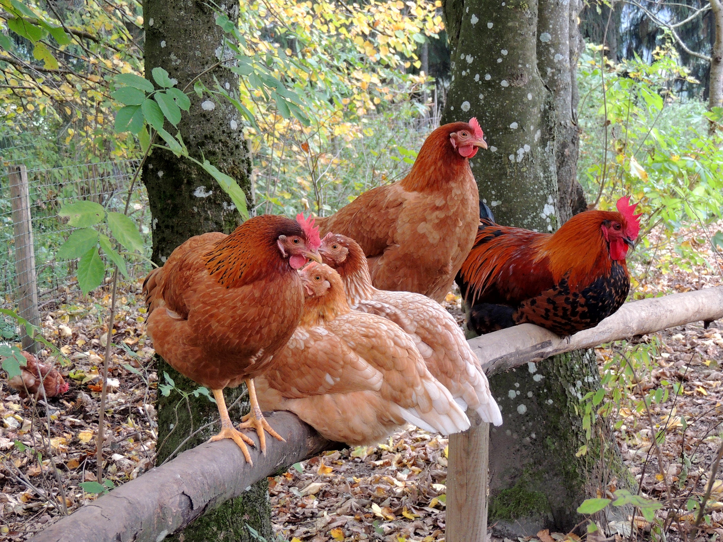 Rast Foto & Bild natur, herbst, tiere Bilder auf