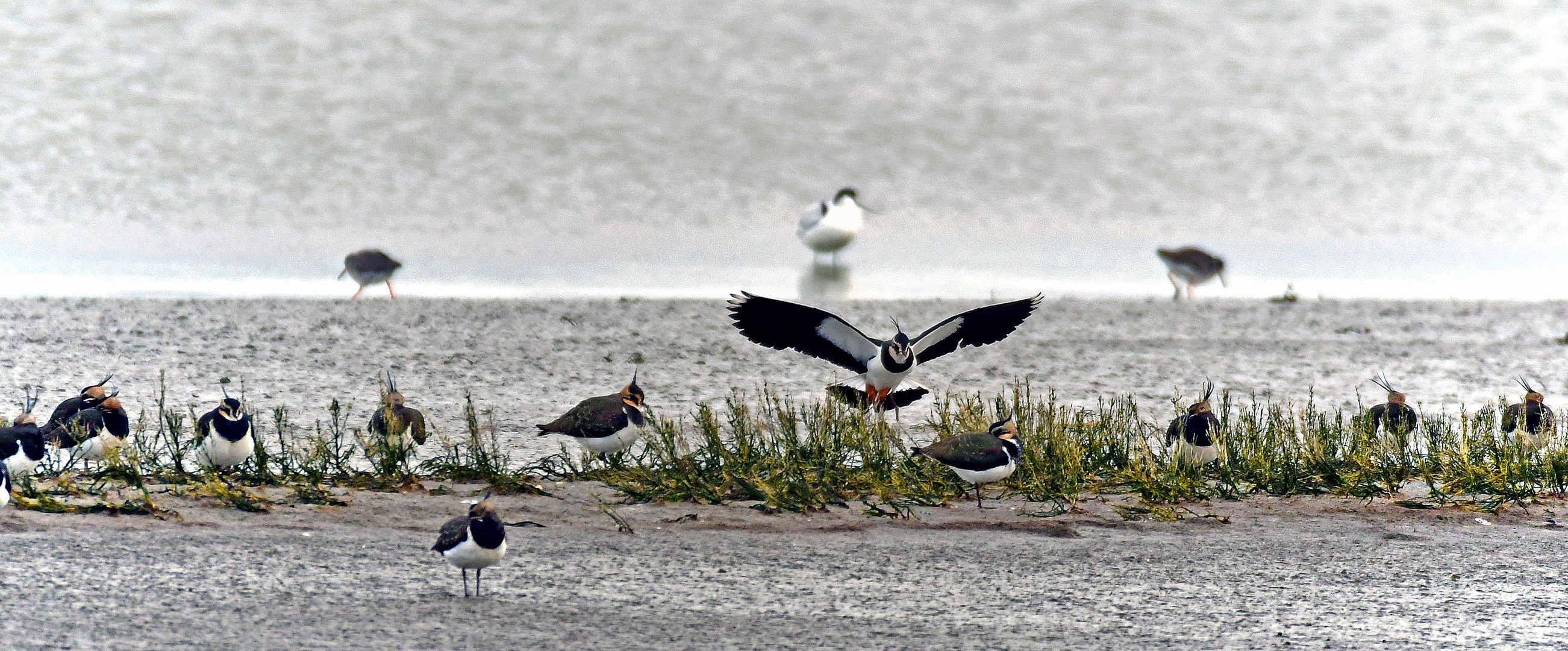 Rast Foto & Bild natur, tiere, vögel Bilder auf