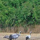 Rast am Bodden auf dem Weg in den Süden